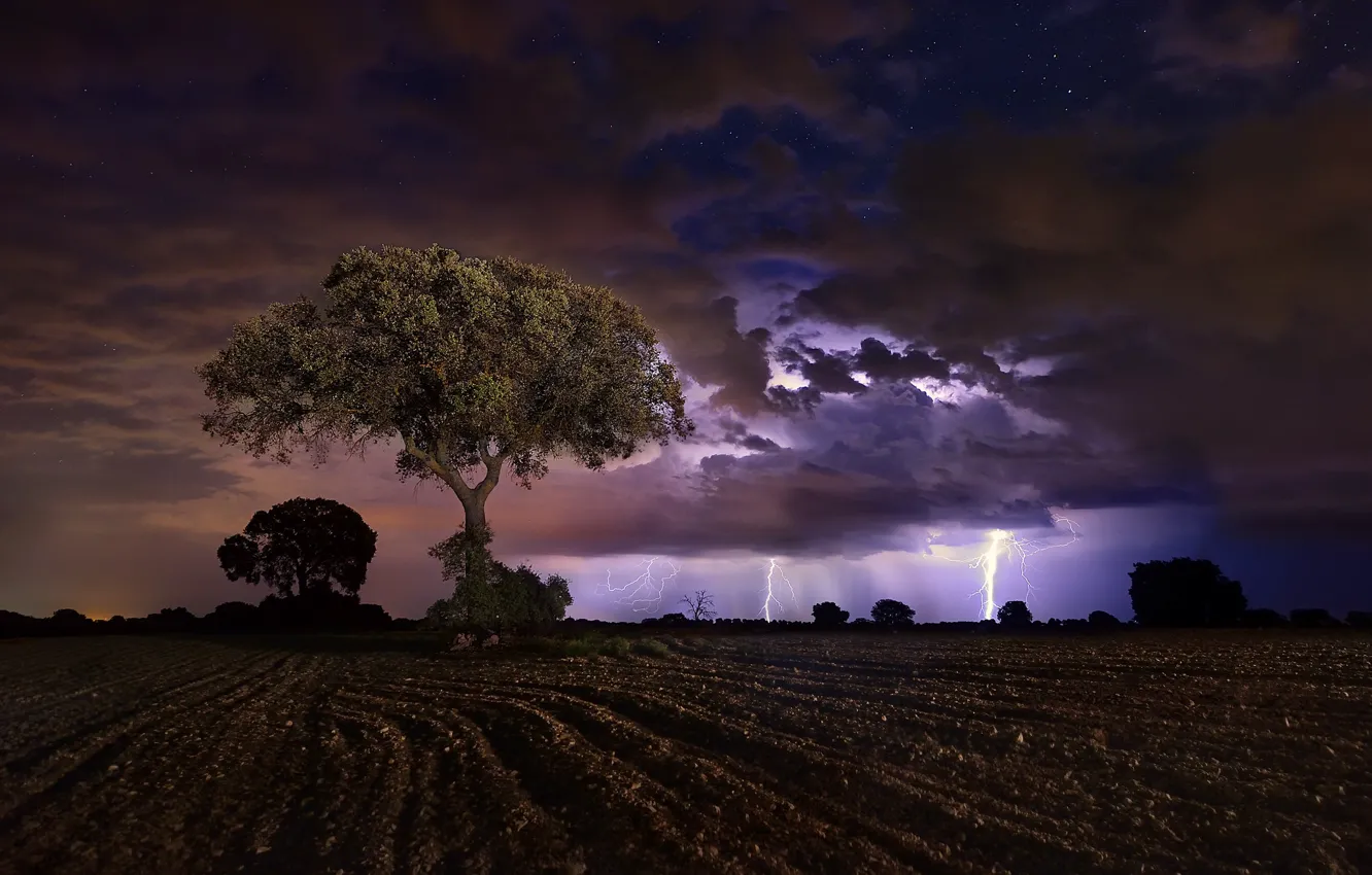 Фото обои поле, ночь, дерево, молнии