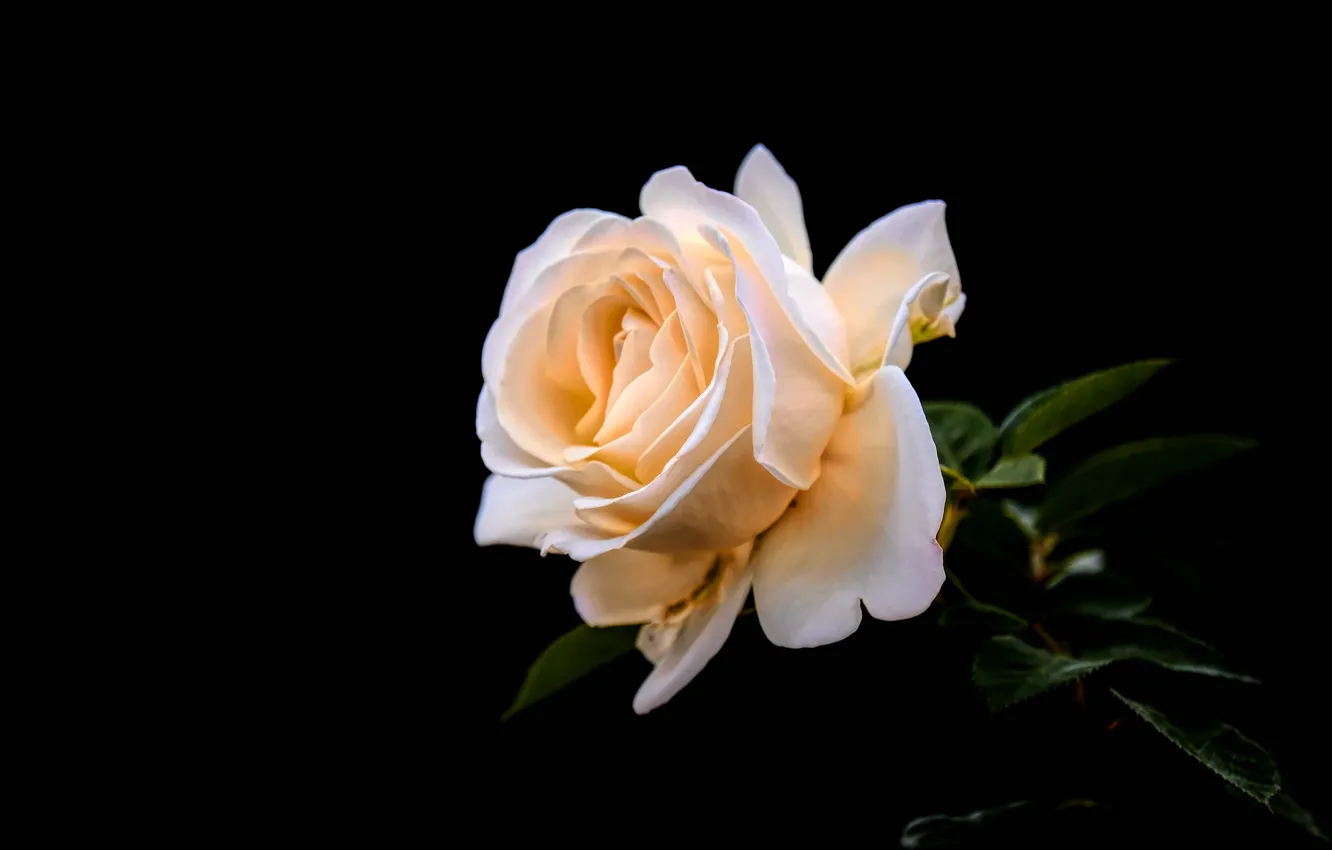 Фото обои нежность, роза, персиковый