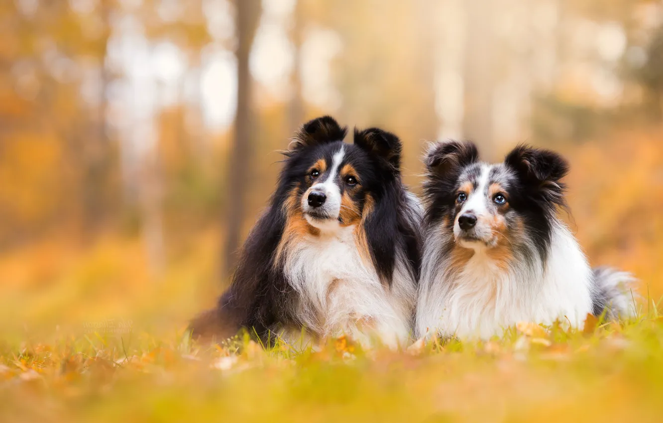 Фото обои собаки, фон, парочка, боке, шелти, шетландская овчарка