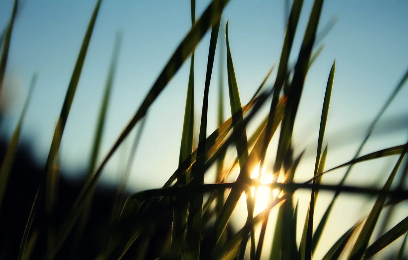 Фото обои трава, солнце, лучи, размытость