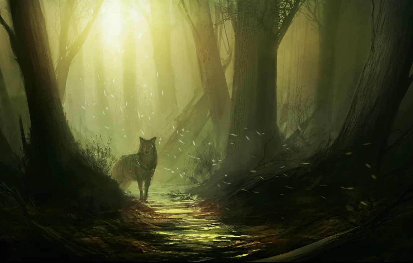 Фото обои лес, свет, деревья, Волк, тропинка, мотыльки