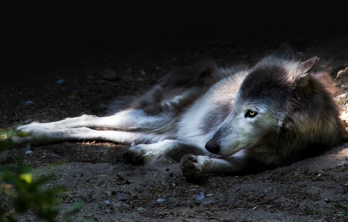 фото умершей волчицы