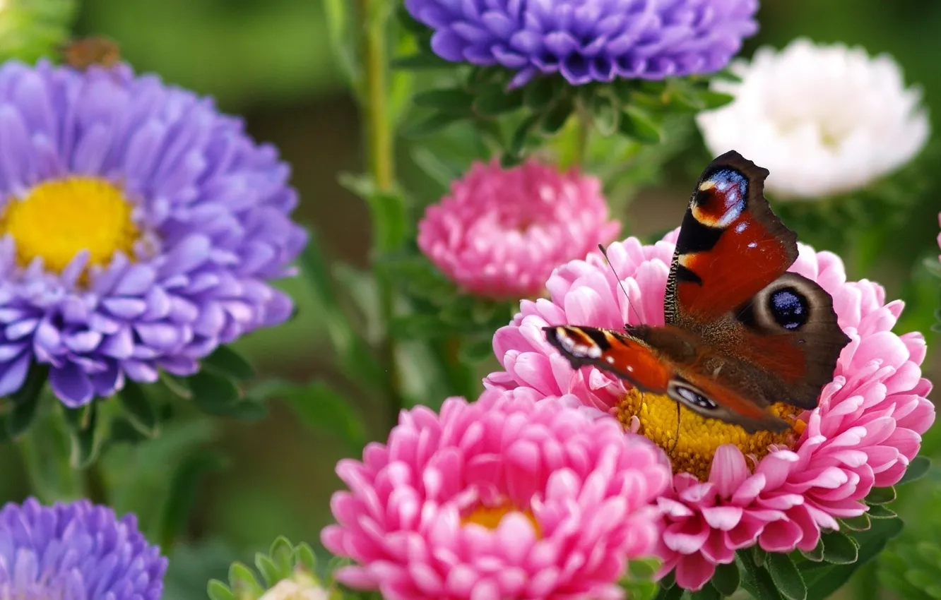 Фото обои макро, цветы, бабочка, астры, Павлиний глаз