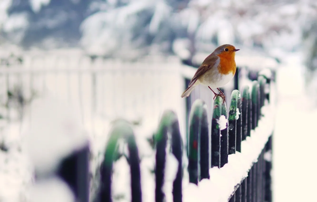 Фото обои снег, природа, птица, забор