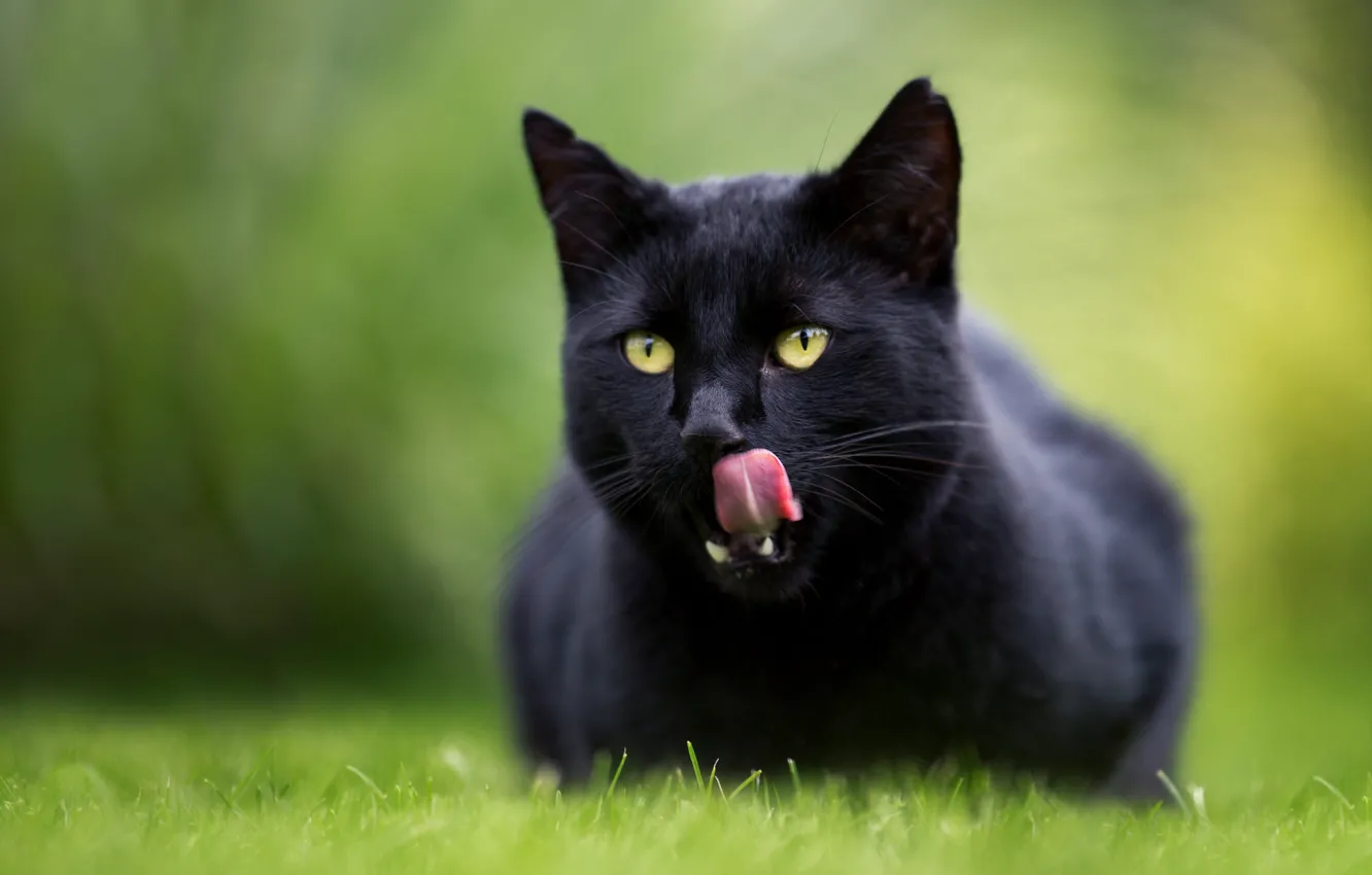 Фото обои язык, кошка, кот, боке, чёрная кошка