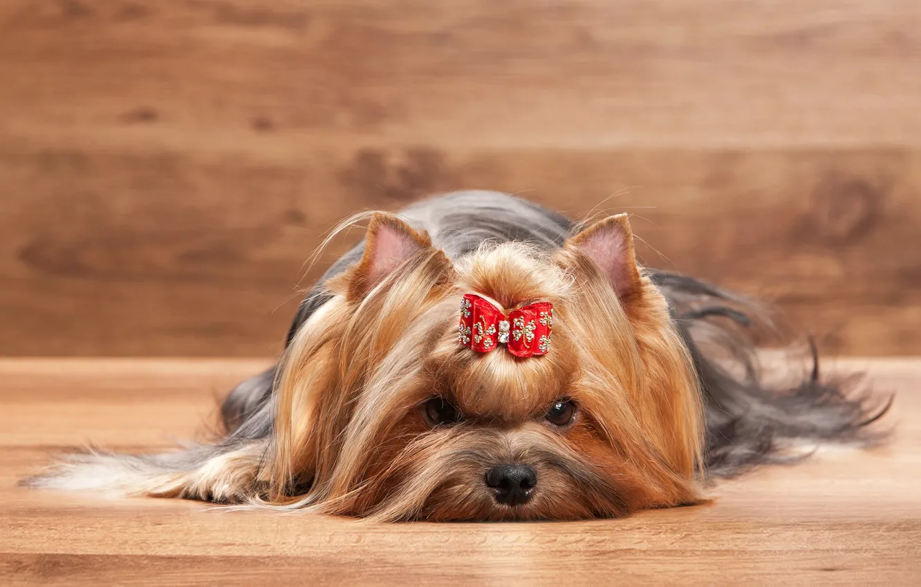 Фото обои бант, йорк, Dogs, терьер, Yorkshire, terrier
