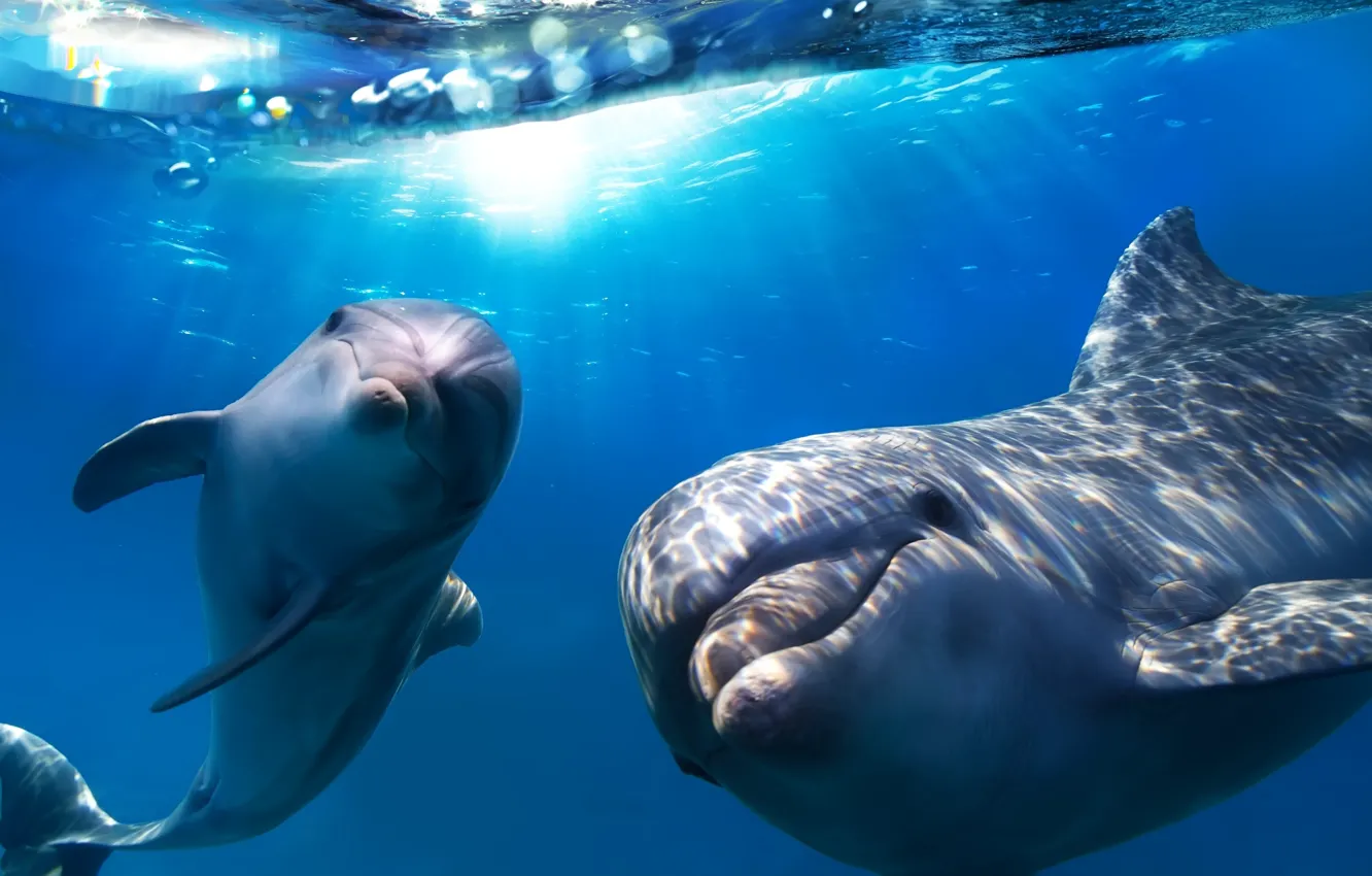 Фото обои dolphin, dolphins, underwarter