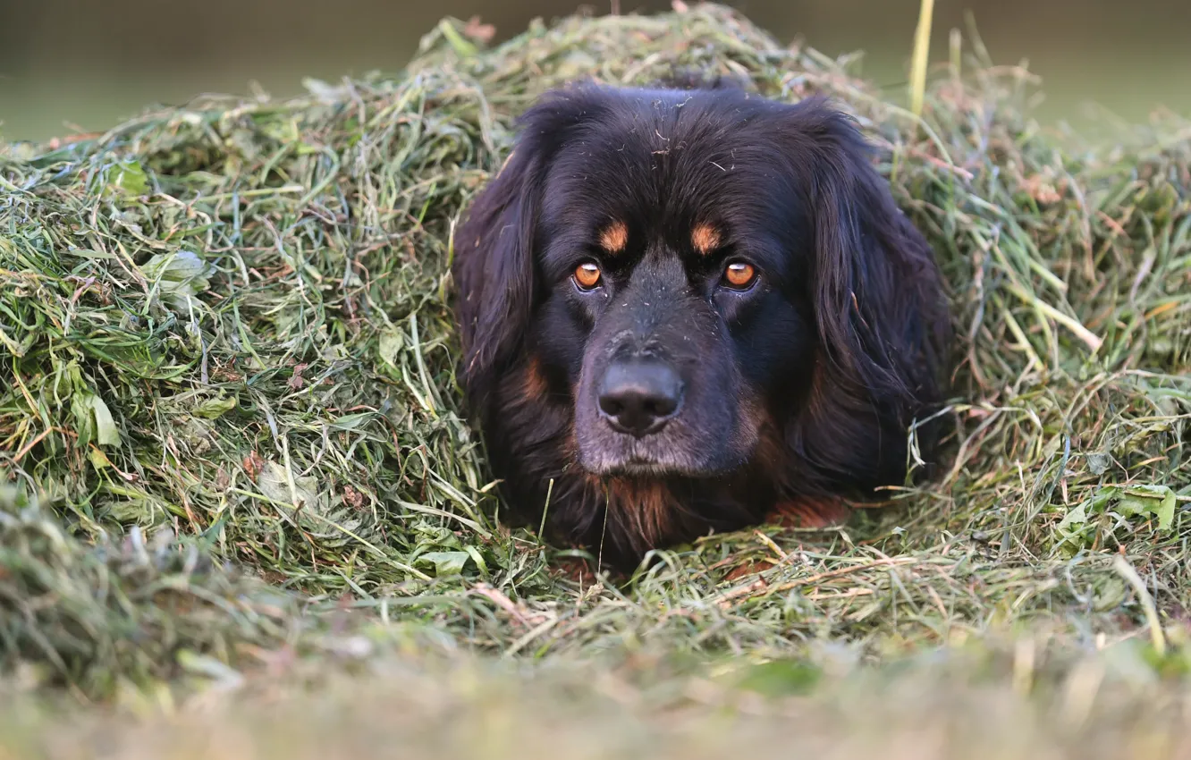 Фото обои трава, морда, собака, укрытие, маскировка, пёс, Ховаварт