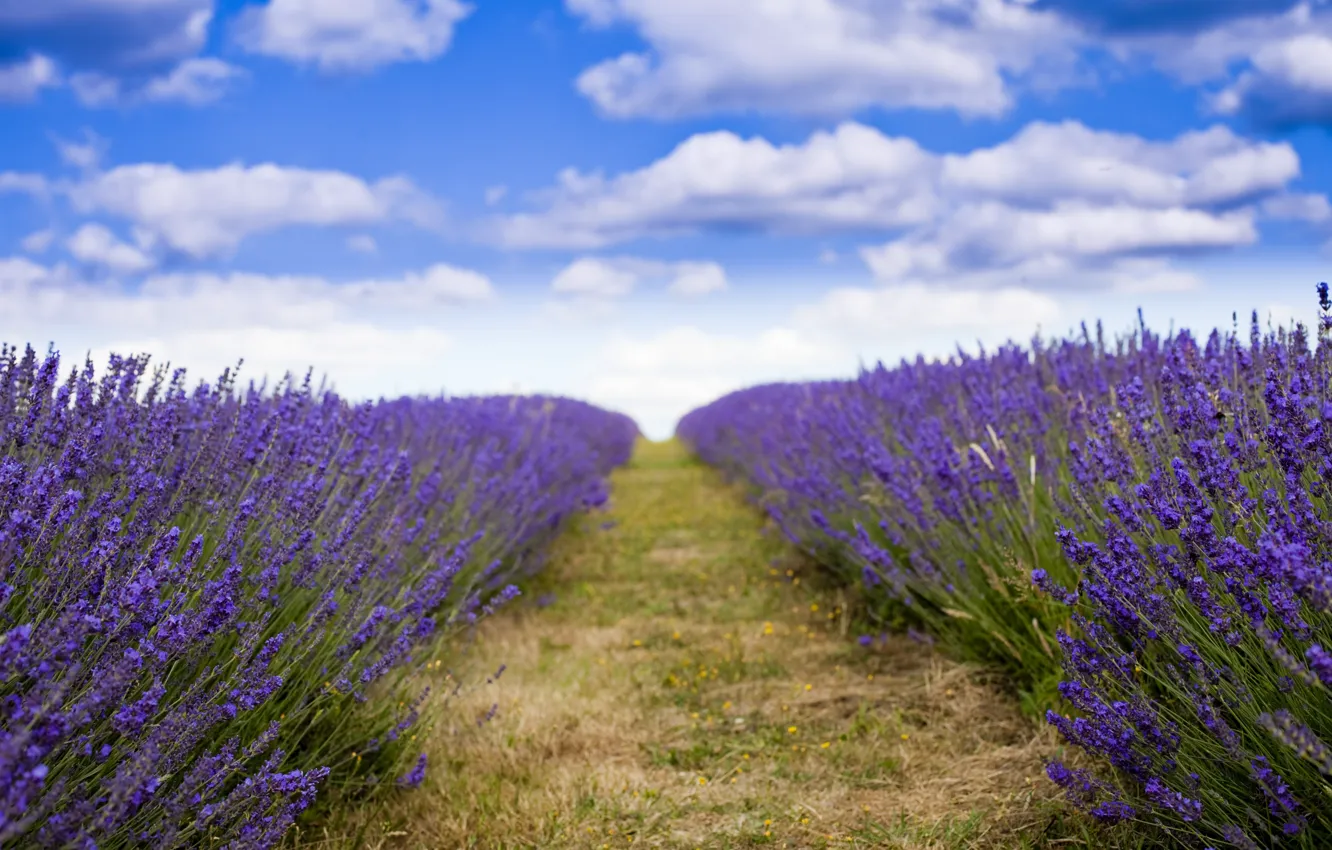 Фото обои поле, хорошая погода, лаванда, фиолетовые цветы