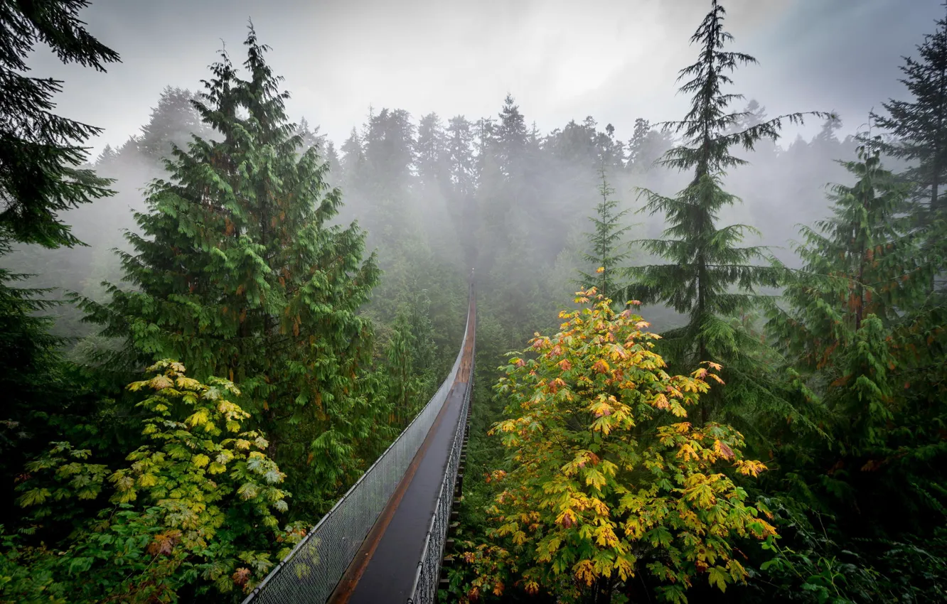 Фото обои осень, лес, природа, туман, дымка, мостик