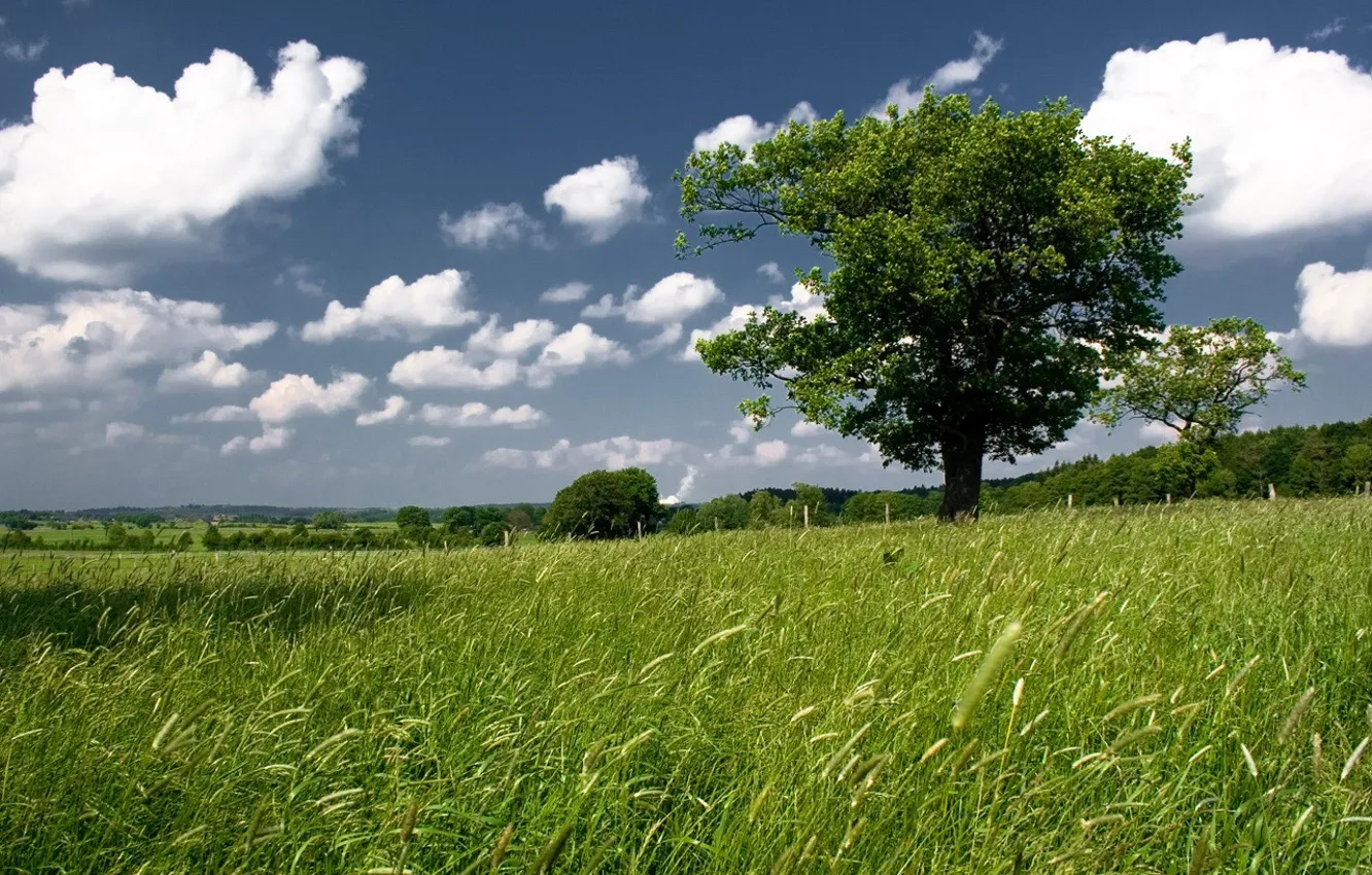 Фото обои зелень, поле, небо, дерево