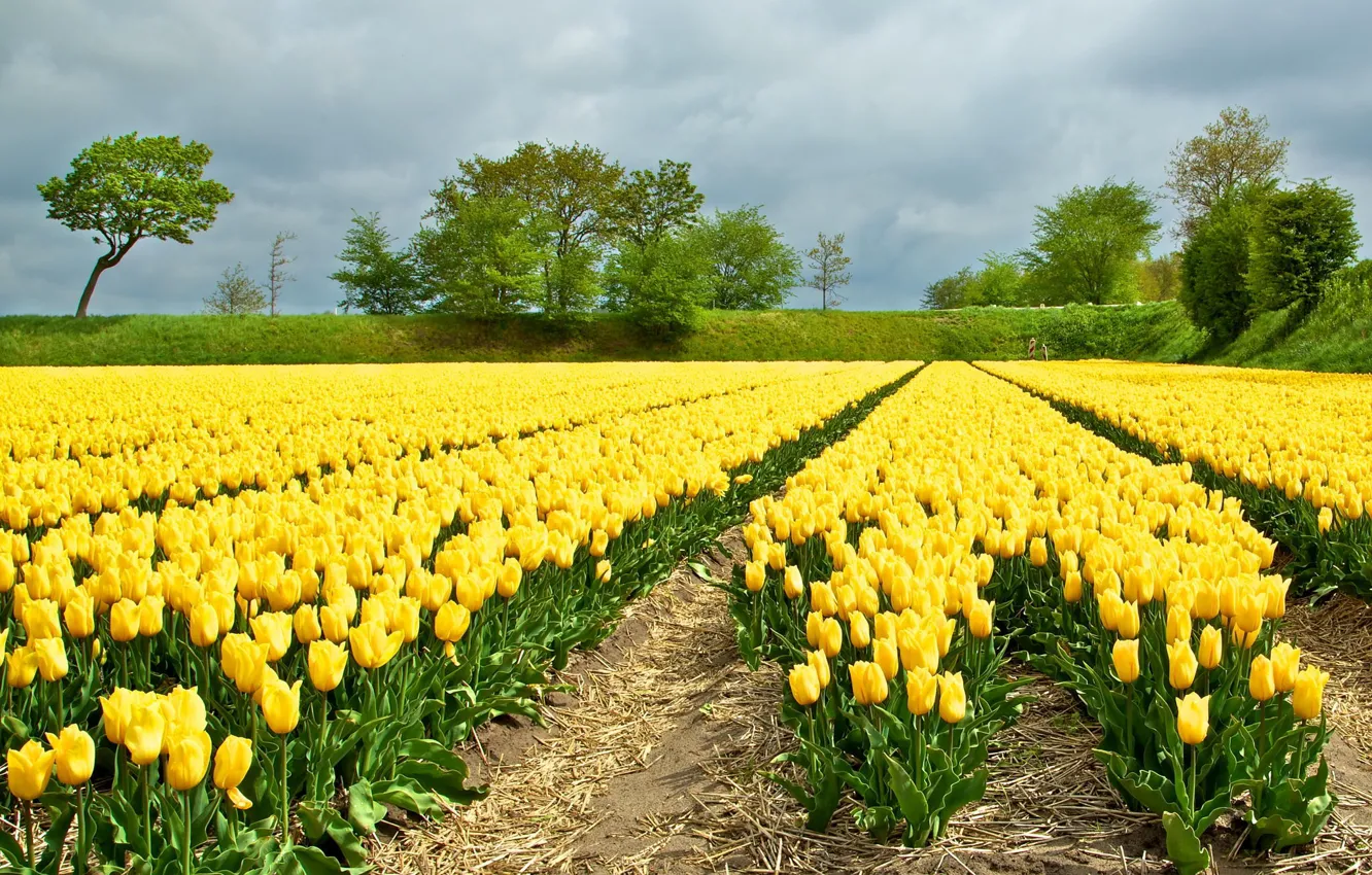 Фото обои поле, цветы, желтые, тюльпаны