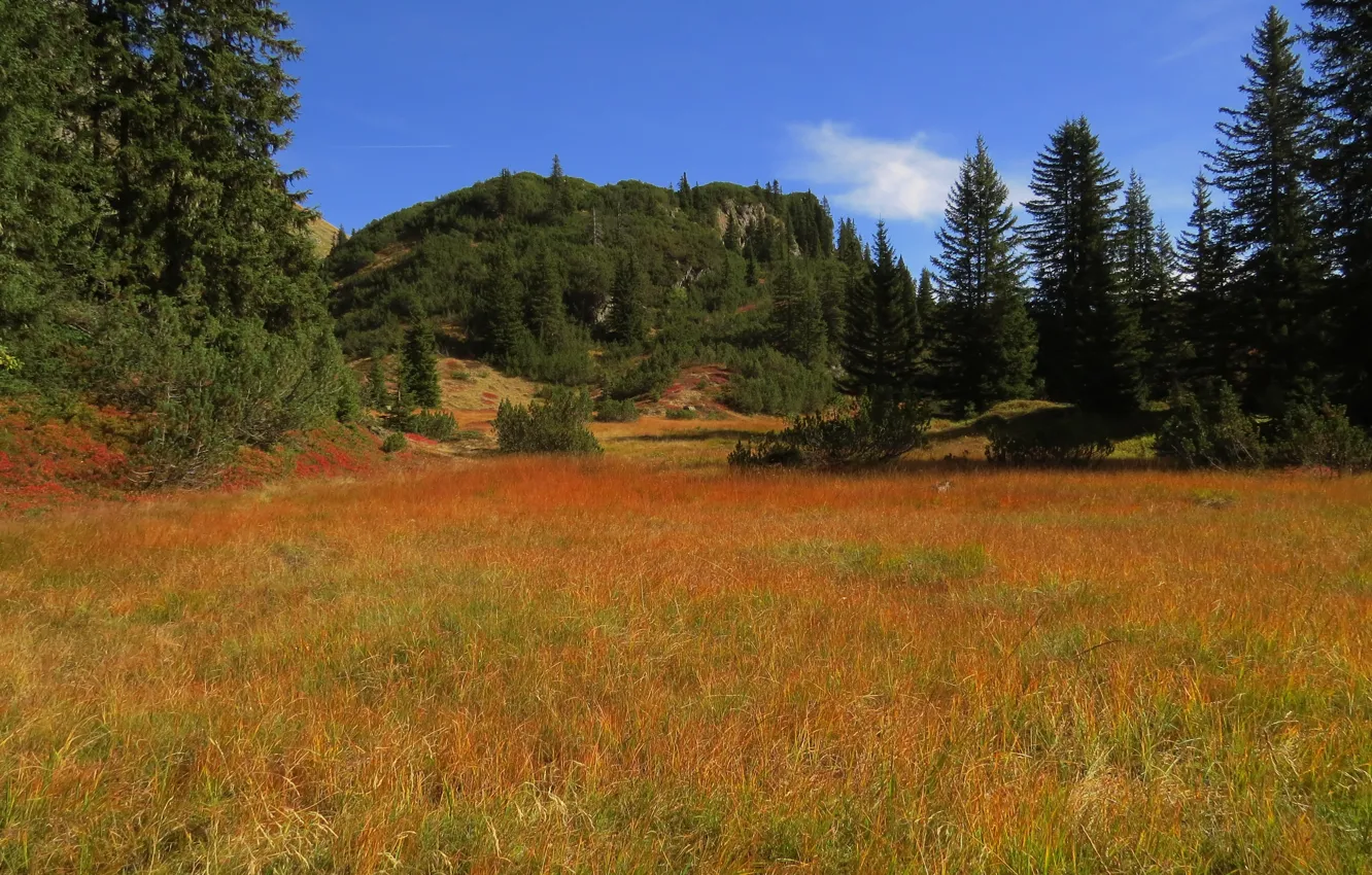 Фото обои поле, деревья, trees, field