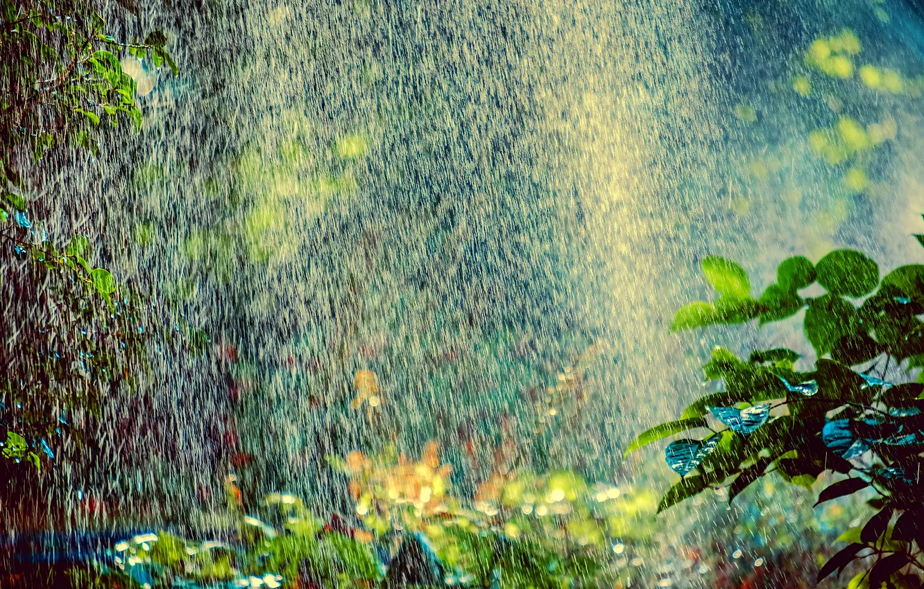 Фото обои лес, вода, капли, природа, дождь