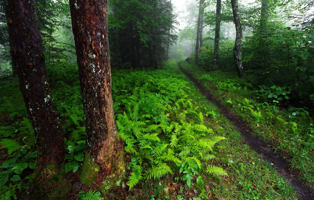 Фото обои зелень, лес, деревья, природа, США, папоротник, тропинка, кусты