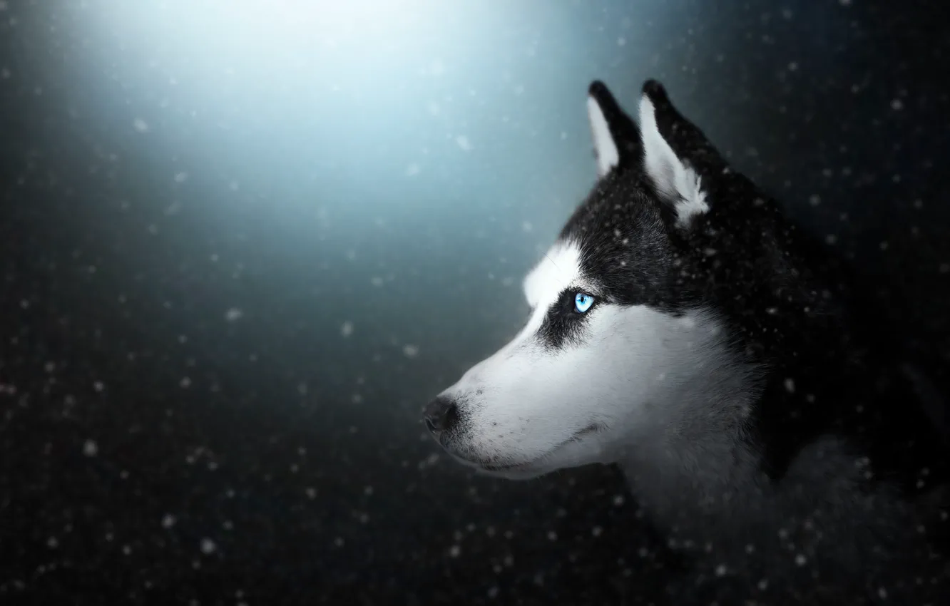 Фото обои зима, взгляд, морда, снег, природа, портрет, собака, профиль