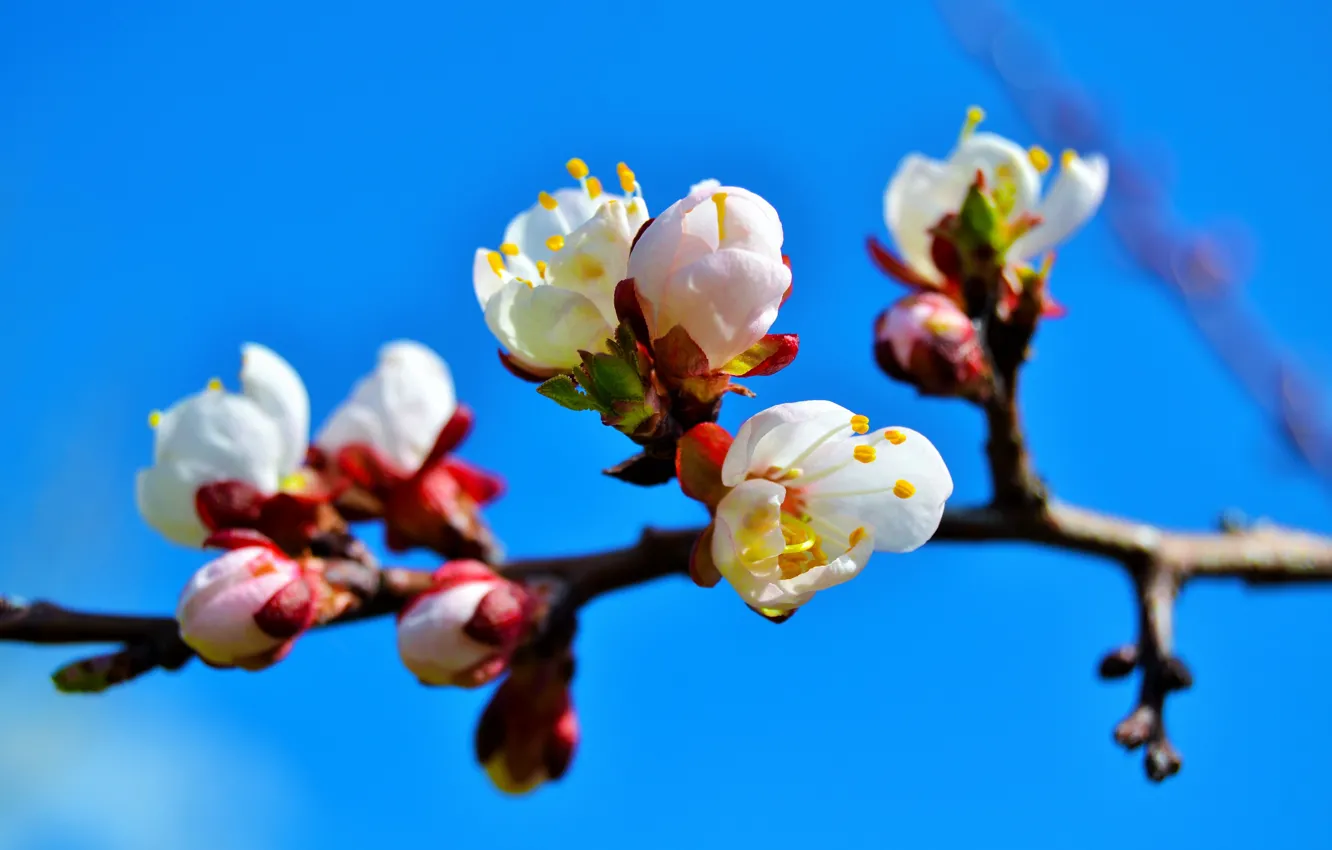 Фото обои ветки, дерево, весна, абрикос, цветение