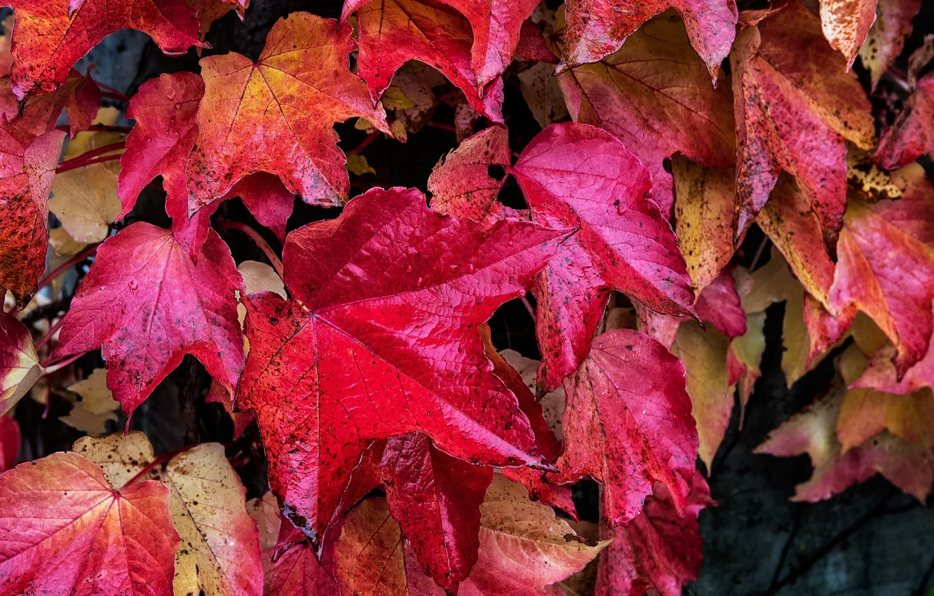 Фото обои осень, листья, капли, макро, роса, краски, багрянец
