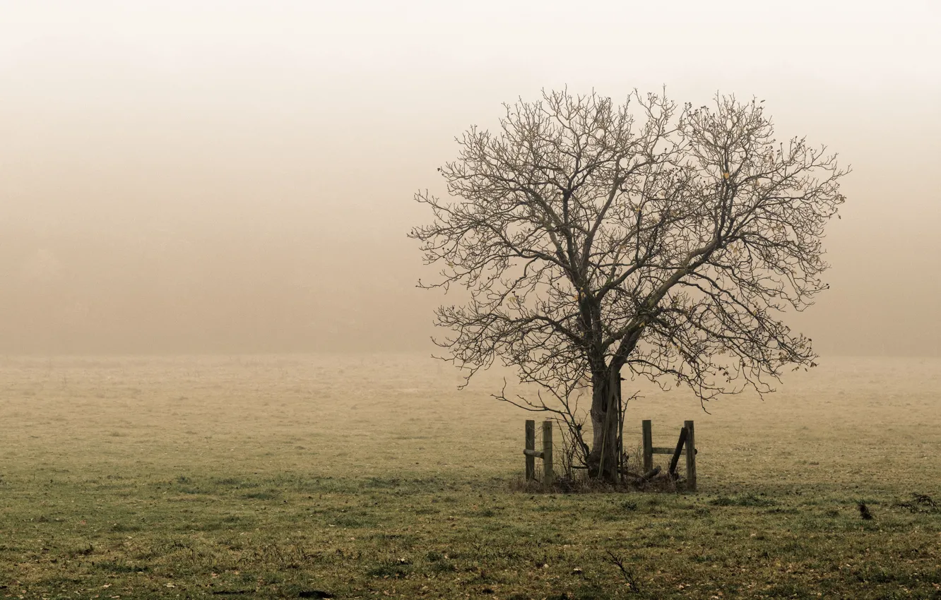 Фото обои grass, misty, field, tree, countryside, foggy, farmland