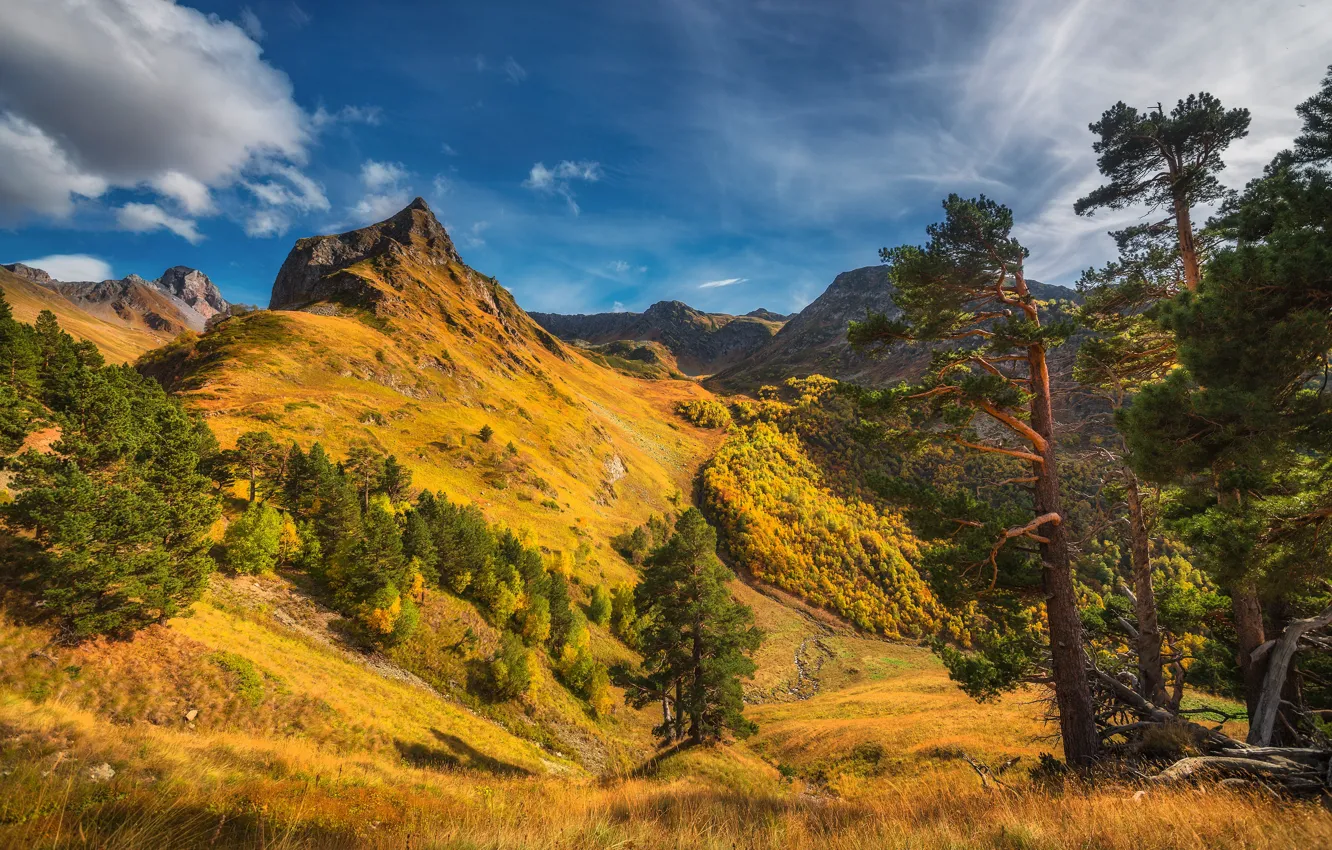 Фото обои деревья, пейзаж, горы, природа, долина, сосны, Кавказ