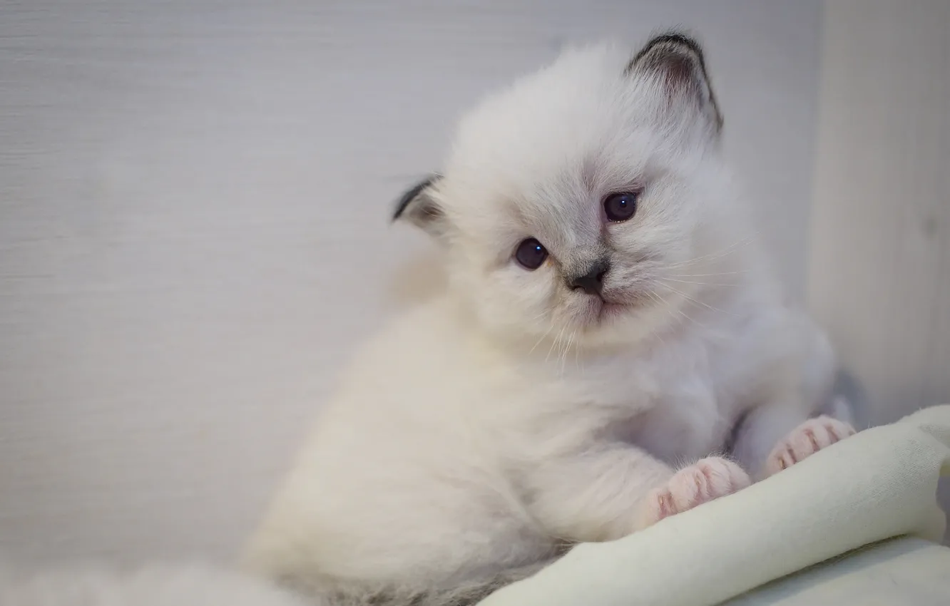 Фото обои кошка, белый, взгляд, поза, котенок, лапки, малыш, милый