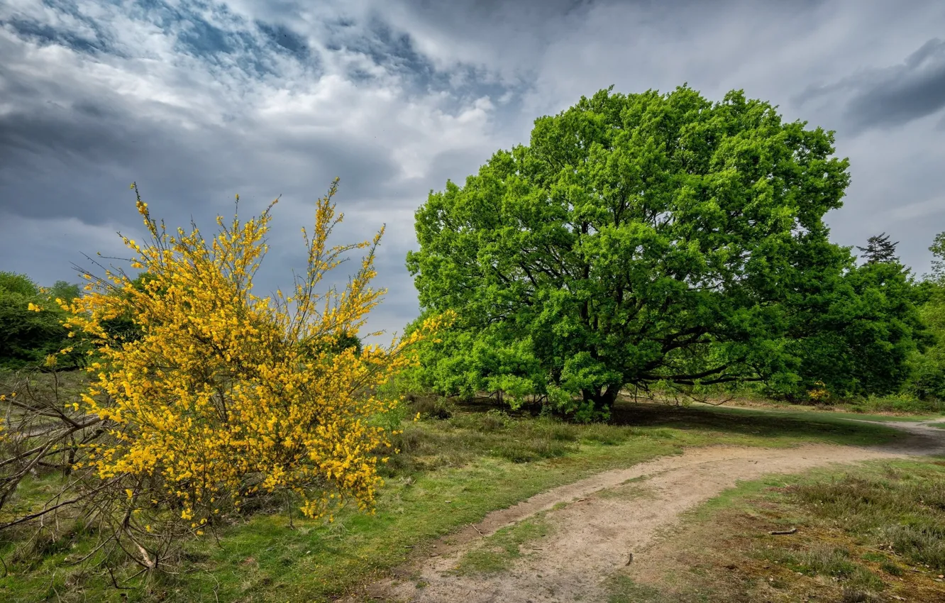 Фото обои деревья, природа, кусты