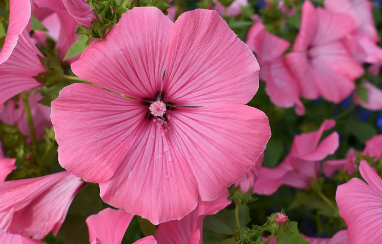 Фото обои лаватера, Боке, Розовый цветок, Pink flower, Lavatera