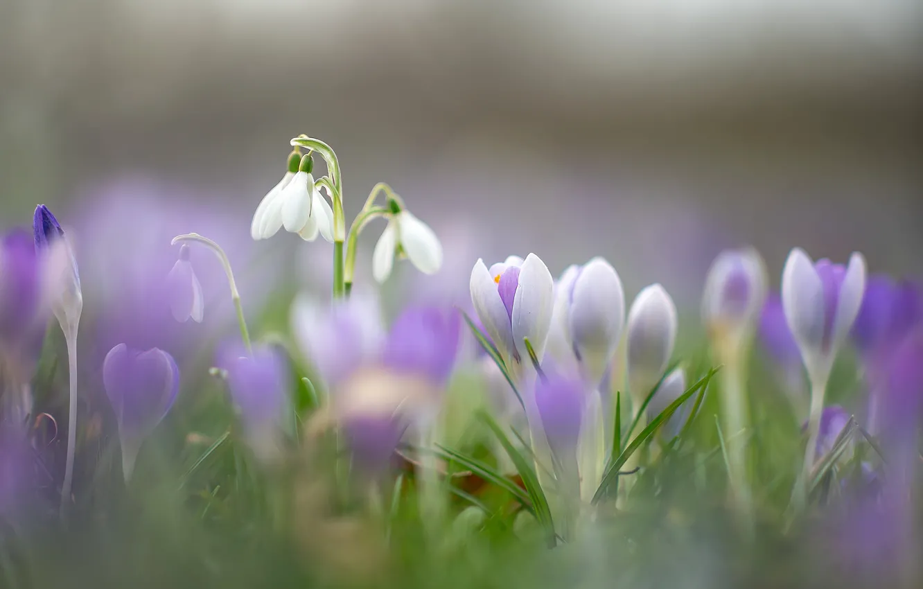 Фото обои макро, цветы, весна, подснежники, крокусы