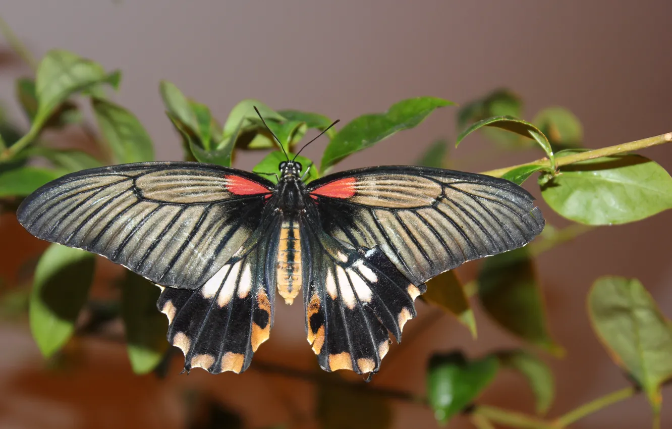 Фото обои бабочки, бабочка, растение, крылья