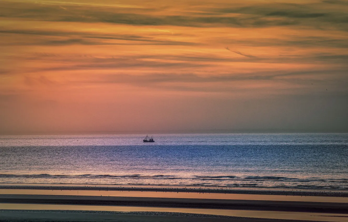 Фото обои beach, twilight, sea, ocean, sunset, seascape, birds, dusk