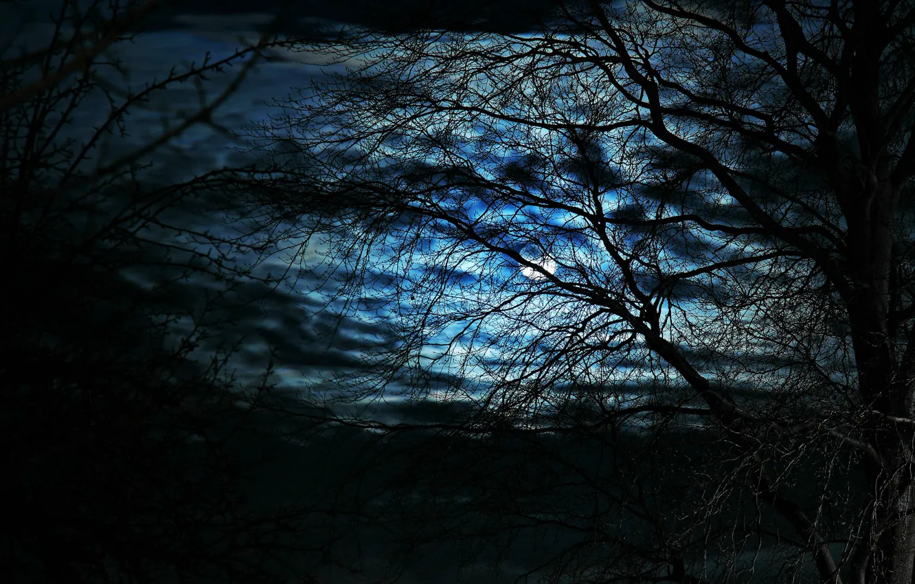 Фото обои небо, облака, ночь, луна, Деревья, moon, силуэты, sky