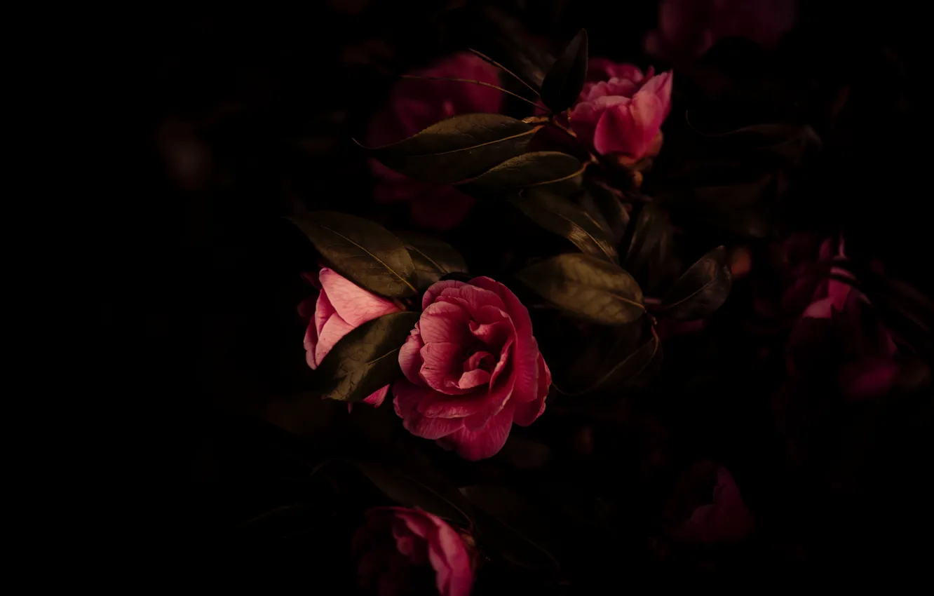 Фото обои листья, свет, цветы, ветки, темный фон, куст, красные, розовые