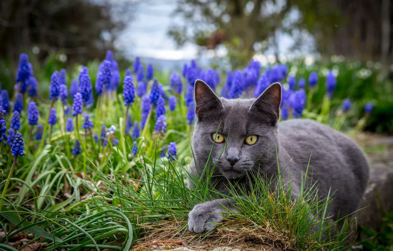 Фото обои трава, глаза, кот, цветы