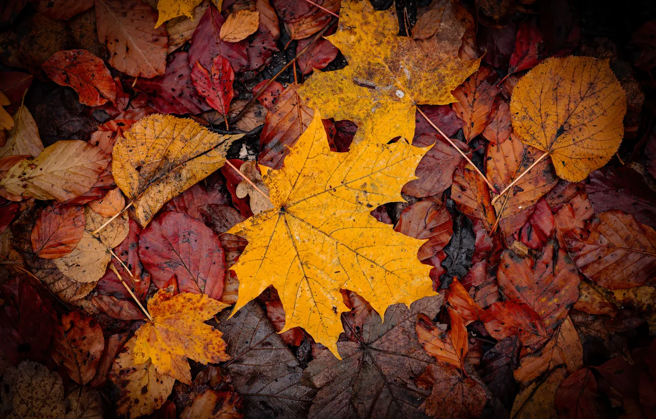 Фото обои осень, листья, autumn, leaves