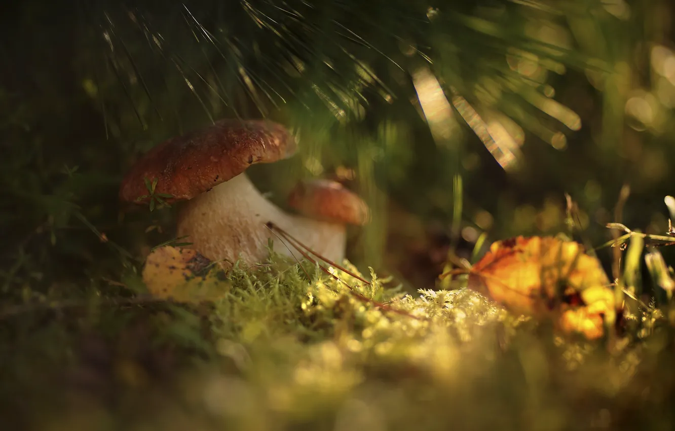 Фото обои осень, лес, трава, макро, свет, грибы, боке