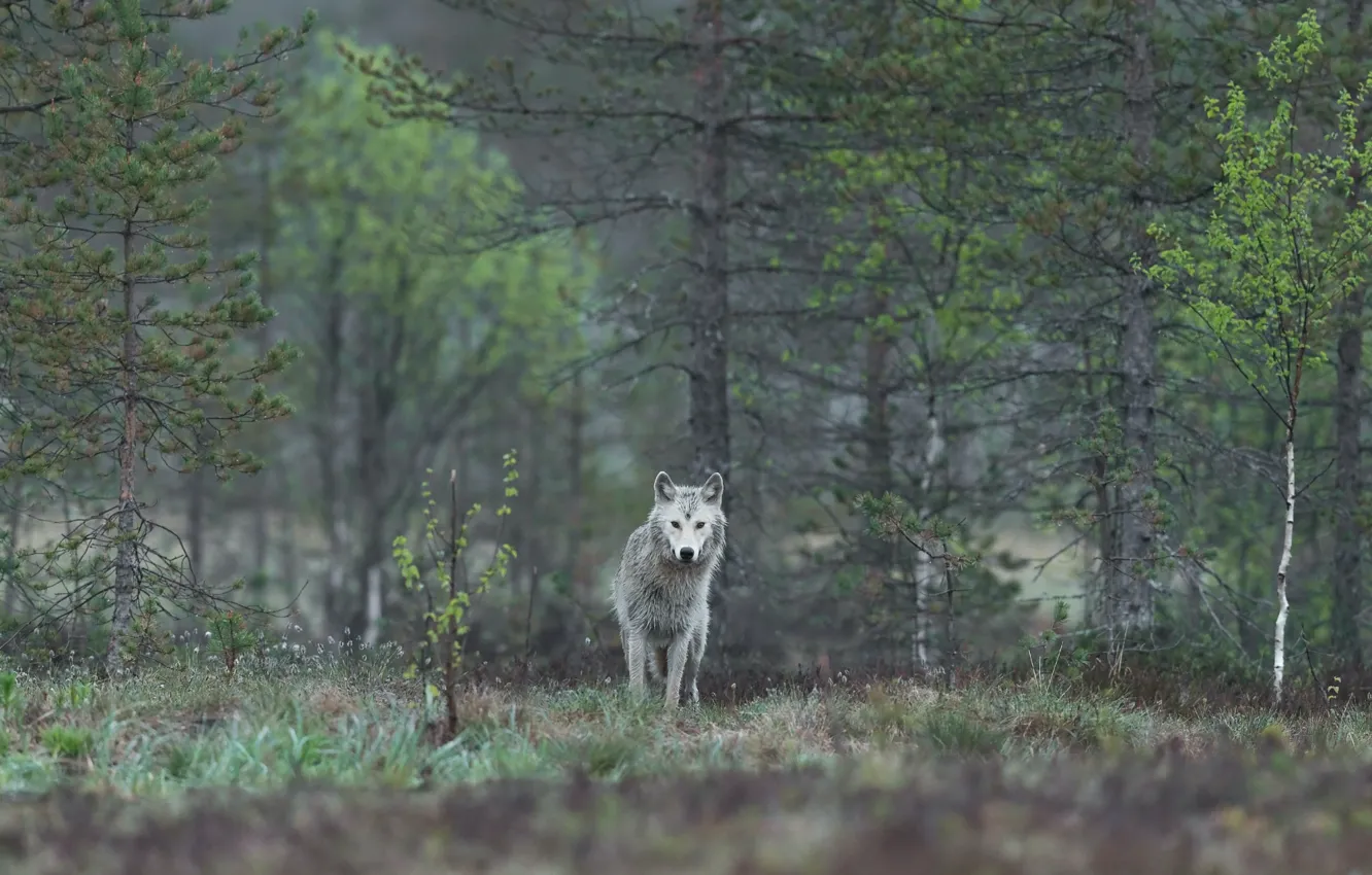 Фото обои nature, predator, animal, wolf, wildlife, portrait., Canis lupus. face • wolf • portrait • predator