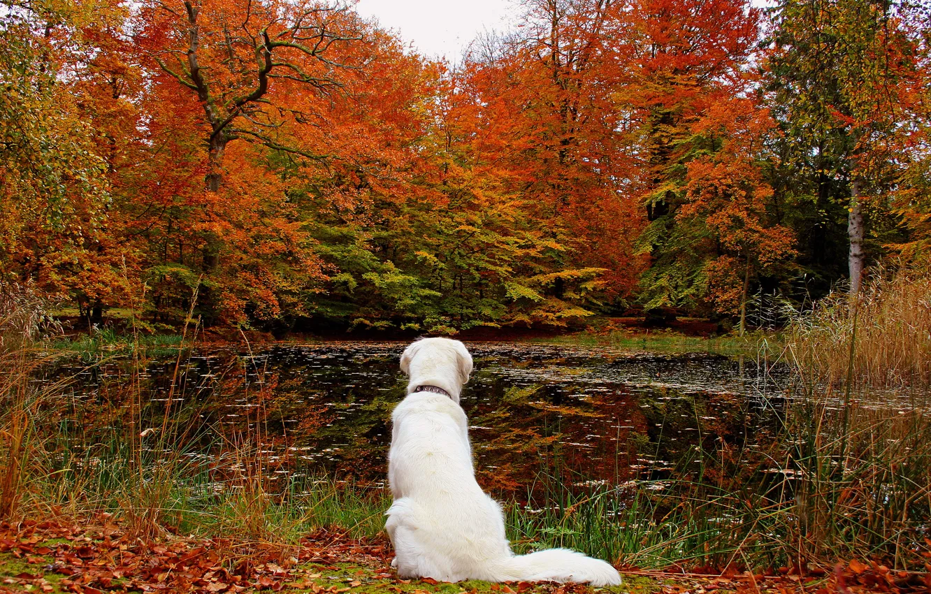 Фото обои осень, лес, листья, озеро, собака, природа.
