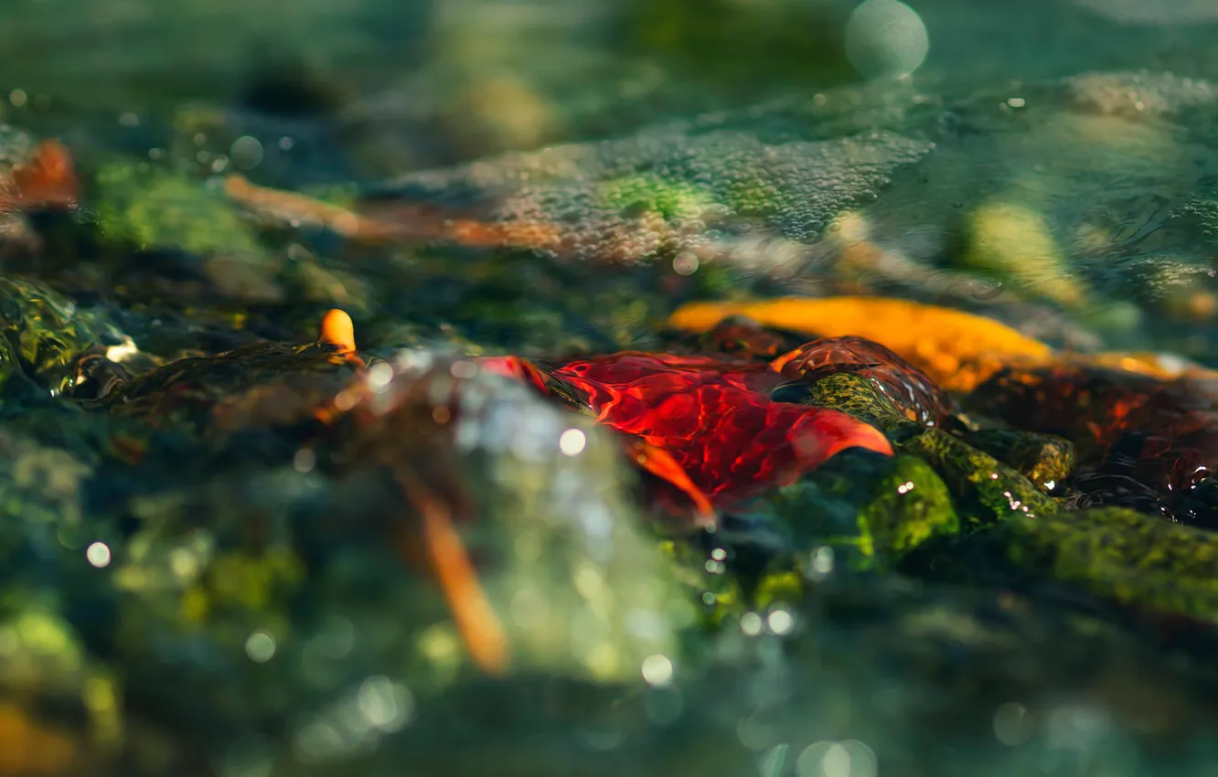 Фото обои осень, листья, вода, свет, оранжевый, желтый, красный, природа