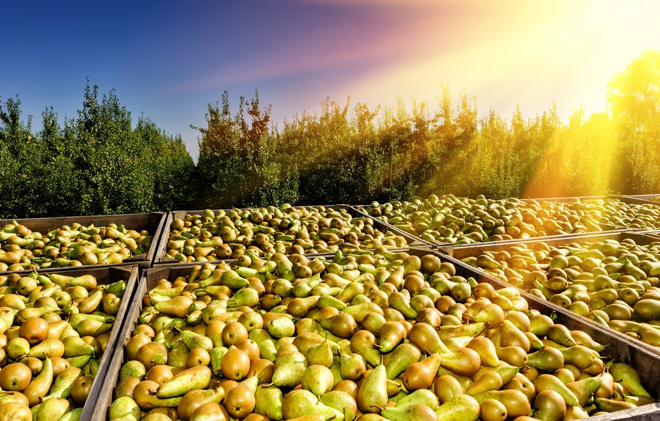 Фото обои summer, sky, season, pear, storage, ripe, seasonal, produce