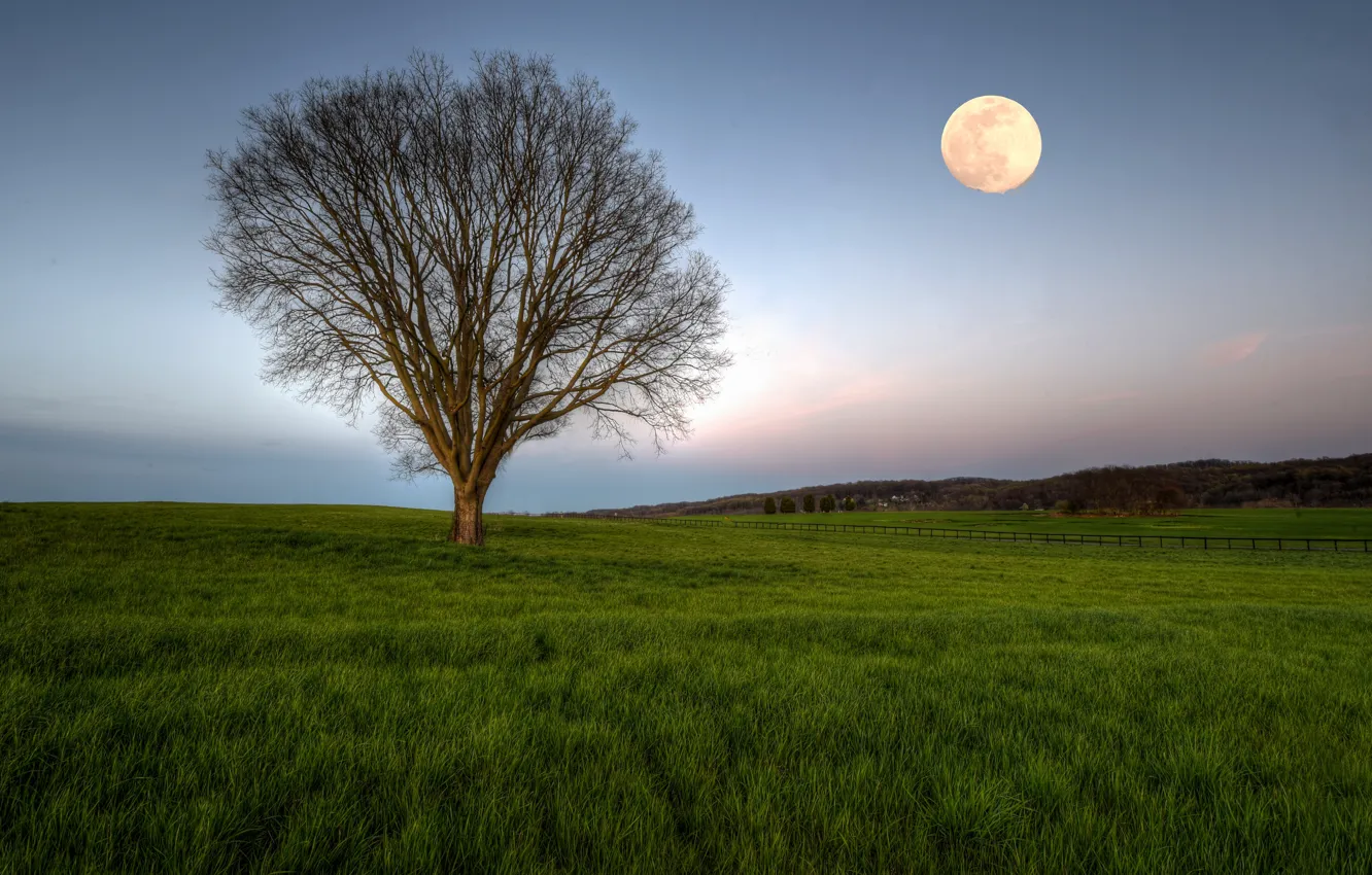 Фото обои поле, дерево, луна