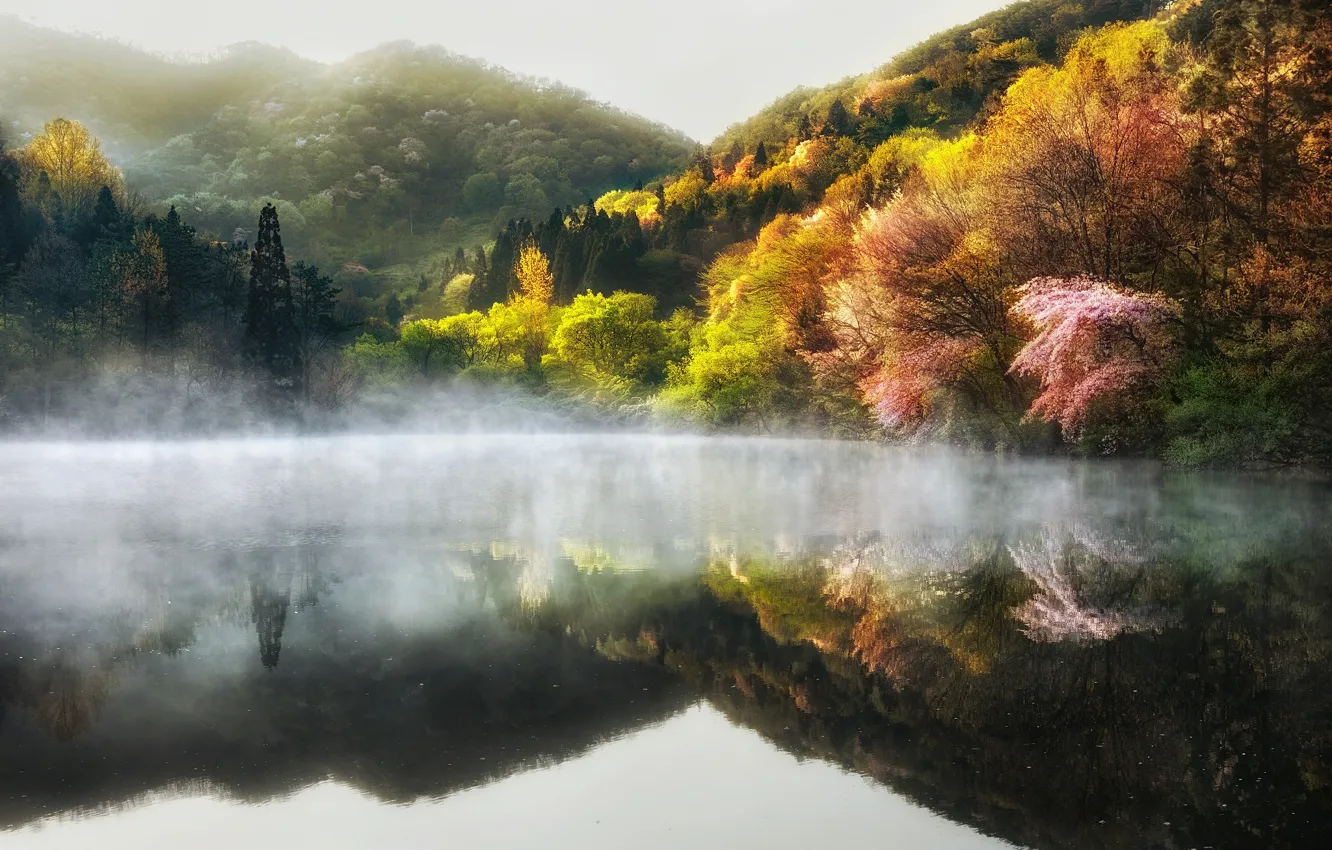 Фото обои деревья, природа, туман, озеро, весна, дымка, Южная Корея, 대한민국