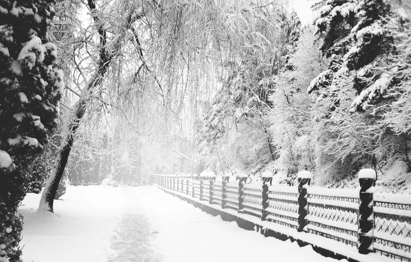 Фото обои Зима, Снег, Тропа, Парк, монохром, Winter, Park, Snow