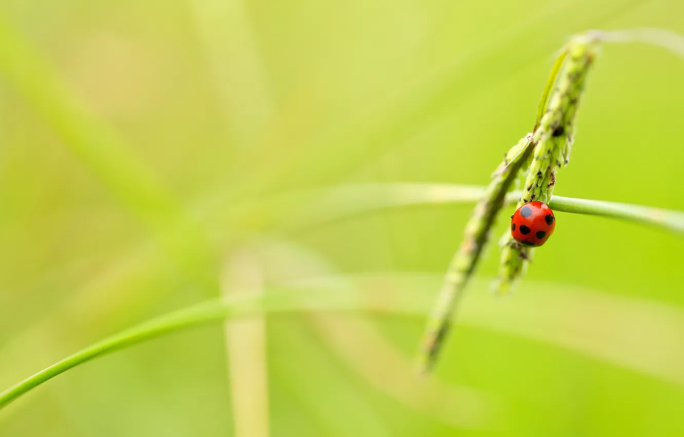 Фото обои nature, macro, insect, Ladybird