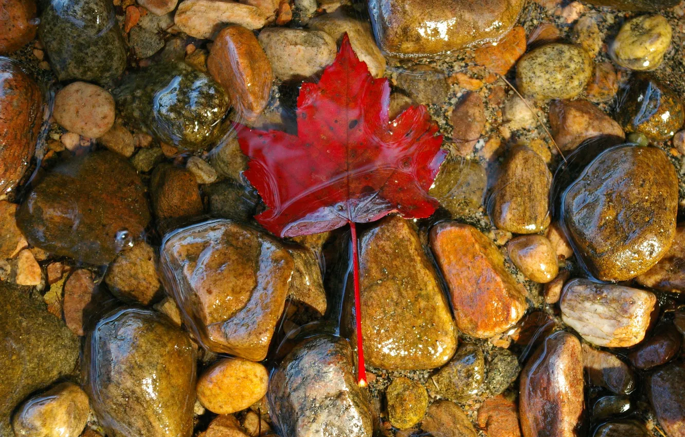 Фото обои вода, прозрачность, природа, река, камни, поток, macro, осенний листок