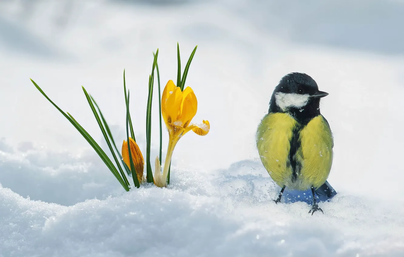 Фото обои flower, bird, snow