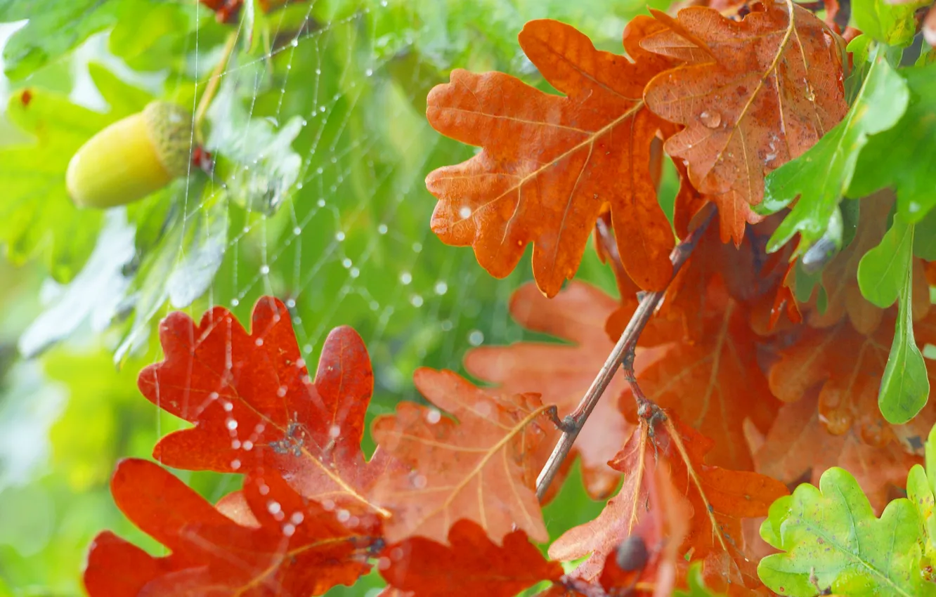Фото обои осень, листья, паутина, желудь, дуб