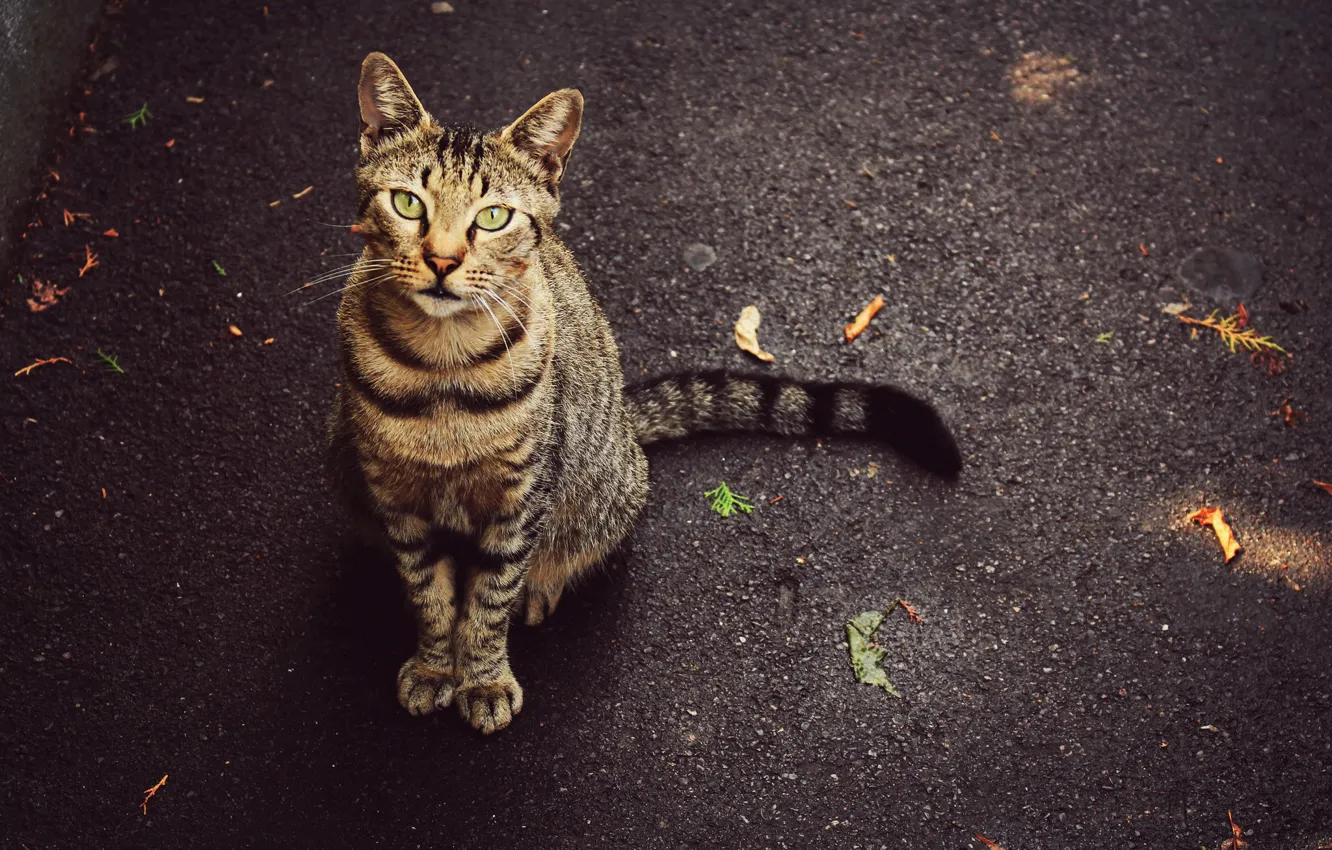 Фото обои глаза, кот, листья, улица, хвост