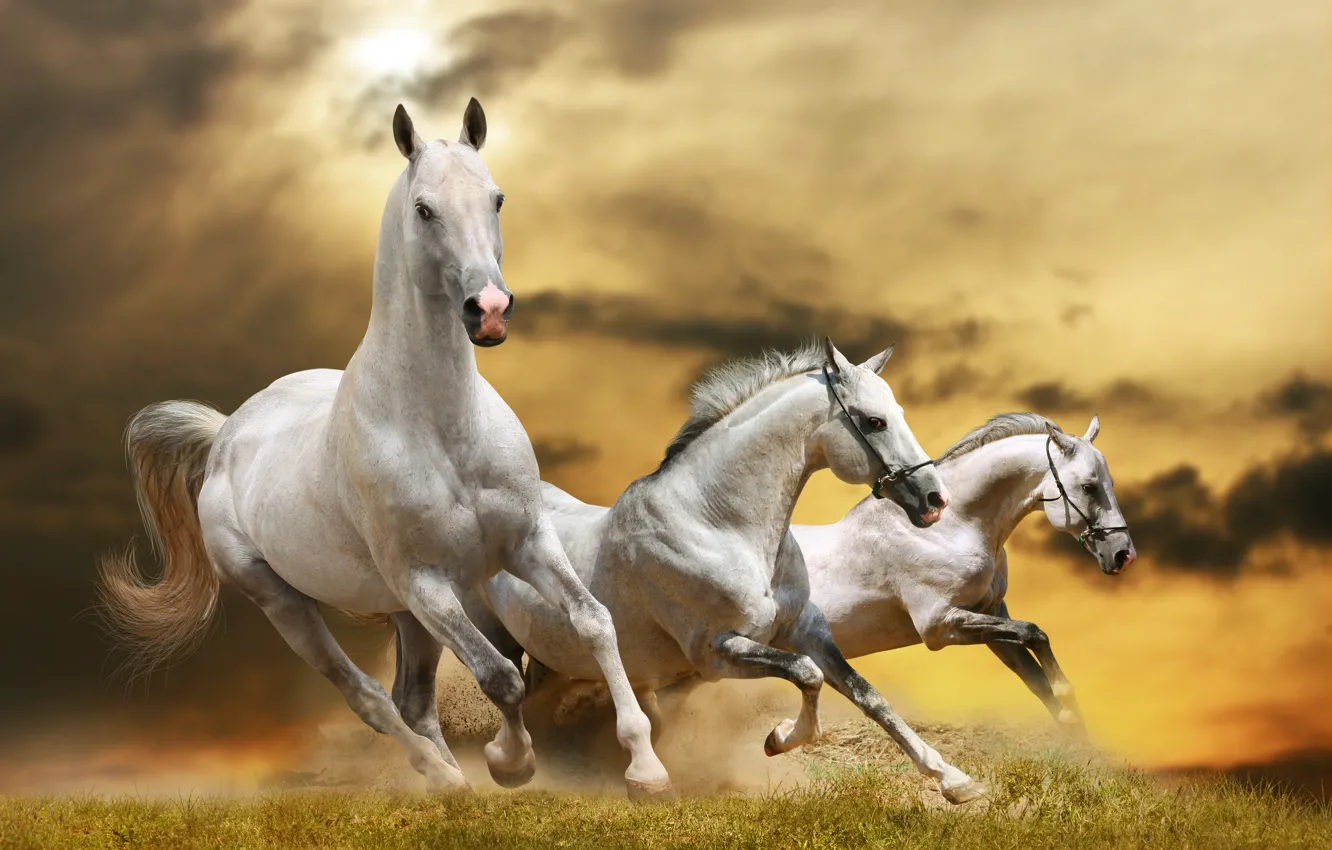 Фото обои трава, облака, лошади, бег