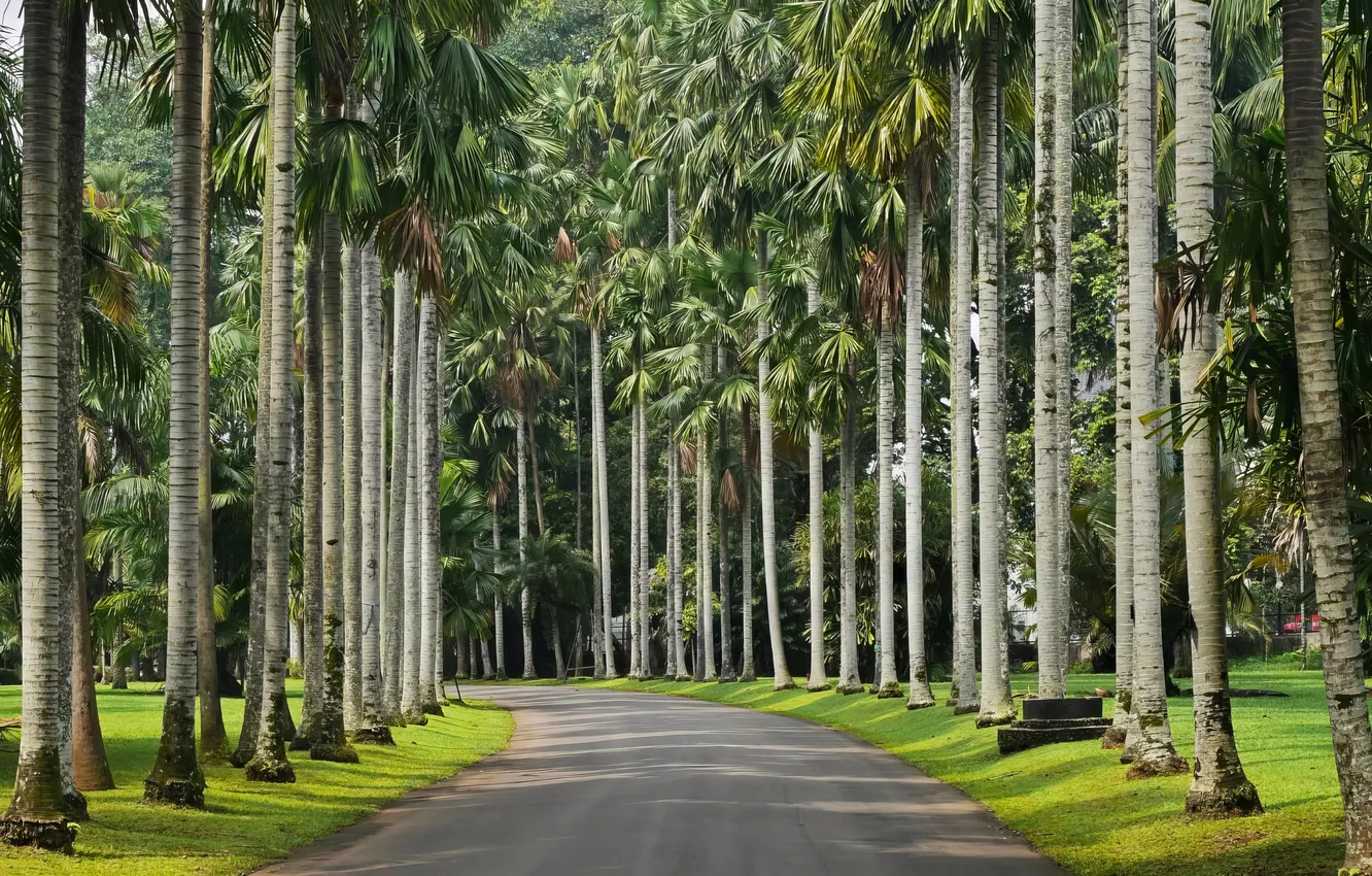 Фото обои Природа, Пальмы, Парк, Nature, Park, Palm Trees