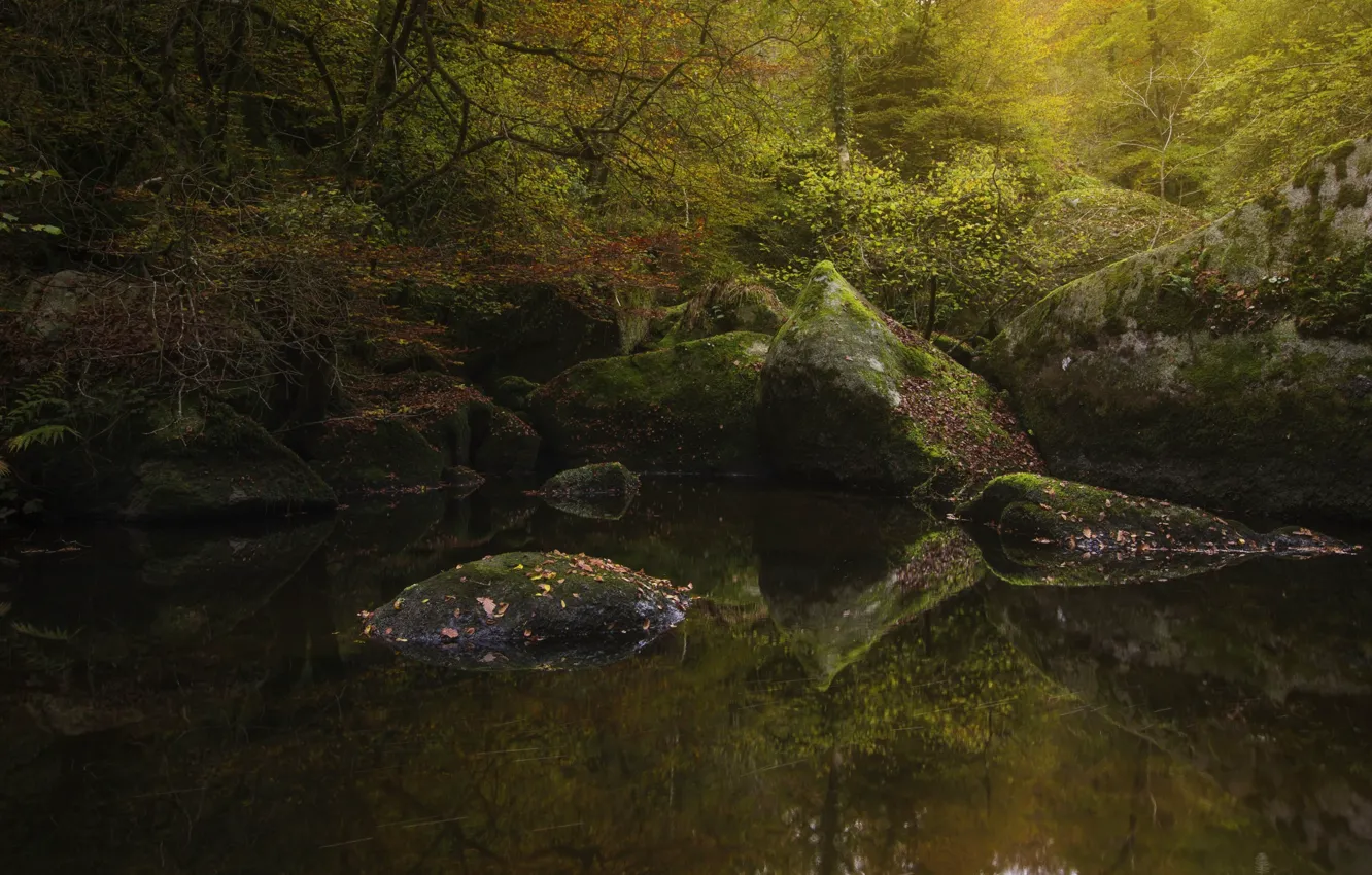 Фото обои осень, лес, вода, деревья